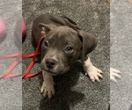 Small Photo #16 American Bully Puppy For Sale in BUFFALO, NY, USA