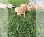 Small Photo #12 Labrador Retriever Puppy For Sale in CONRATH, WI, USA