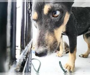 Siberian Husky-Unknown Mix Dogs for adoption in Houston, TX, USA