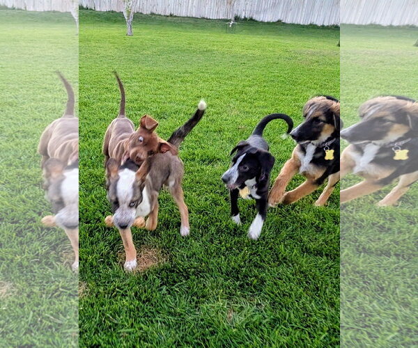 Medium Photo #13 Border-Aussie Puppy For Sale in Sandy, UT, USA