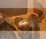 Small #4 Rhodesian Ridgeback