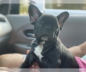 French Bulldog Puppy for sale in HAMDEN, CT, USA