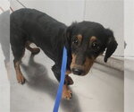 *CHRIS - Male Chihuahua Dog for Adoption - Small photo
