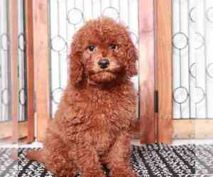 Cavapoo Puppy for sale in NAPLES, FL, USA