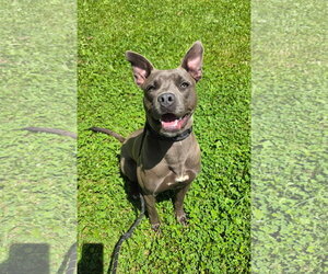 Mutt Dogs for adoption in Rockaway, NJ, USA