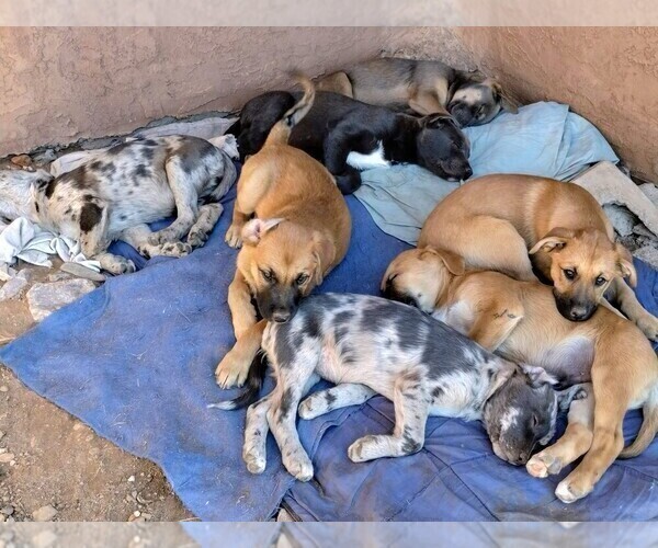 Medium Photo #8 Border-Aussie Puppy For Sale in LOS LUNAS, NM, USA