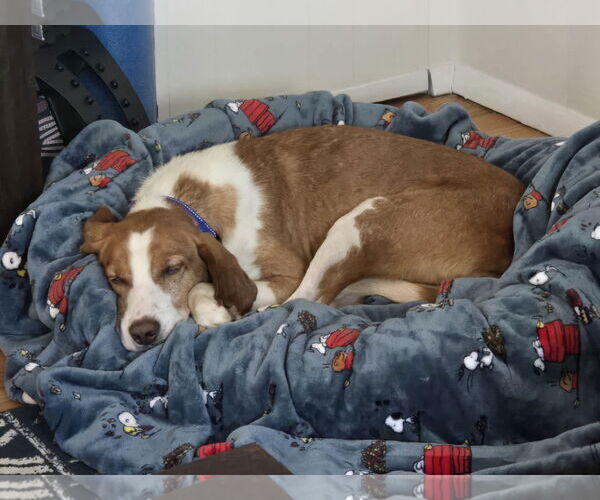 Medium Photo #9 Mutt Puppy For Sale in Oakhurst, NJ, USA