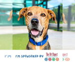 Small #1 German Shepherd Dog-Harrier Mix
