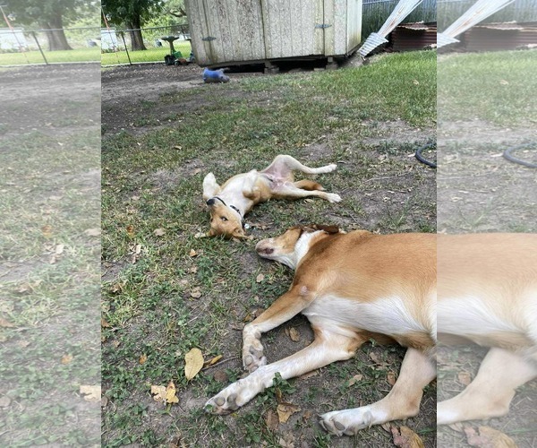 Medium Photo #13 Mutt Puppy For Sale in Princeton, MN, USA