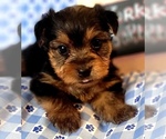 Small #9 Yorkshire Terrier