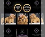 Puppy Kawaii AKC Cavalier King Charles Spaniel