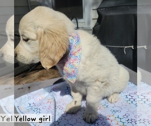 English Cream Golden Retriever Puppy for sale in BROOKS, KY, USA