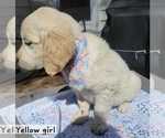 Small Photo #1 English Cream Golden Retriever Puppy For Sale in BROOKS, KY, USA