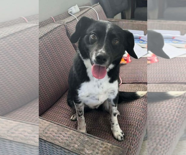 Medium Photo #1 Collie-Unknown Mix Puppy For Sale in Westwood, NJ, USA