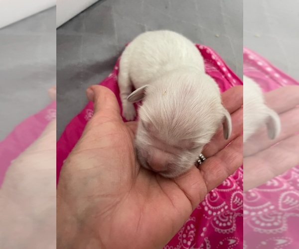 Medium Photo #3 English Cream Golden Retriever Puppy For Sale in COULTERVILLE, CA, USA
