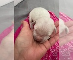 Small #2 English Cream Golden Retriever