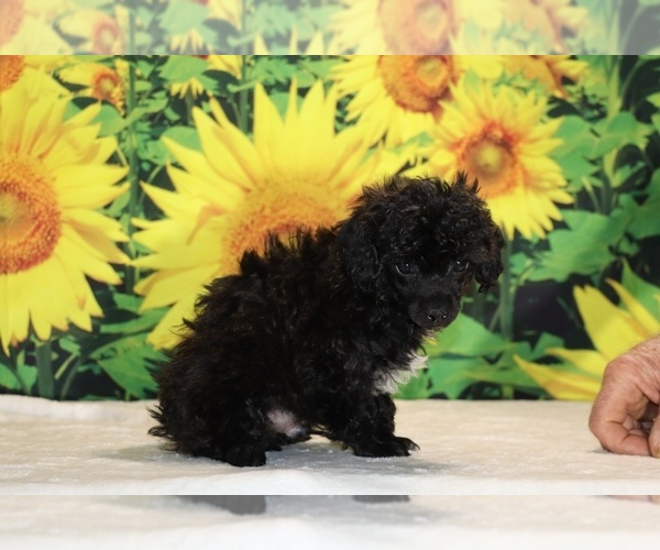 Medium Photo #13 Poodle (Toy) Puppy For Sale in DYERSBURG, TN, USA