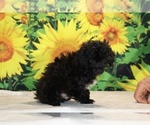 Jasper - Male Poodle (Toy) Puppy for Sale - Photo #13