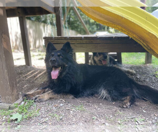 Medium Photo #2 German Shepherd Dog Puppy For Sale in Leavenworth, KS, USA