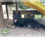 Small #1 German Shepherd Dog