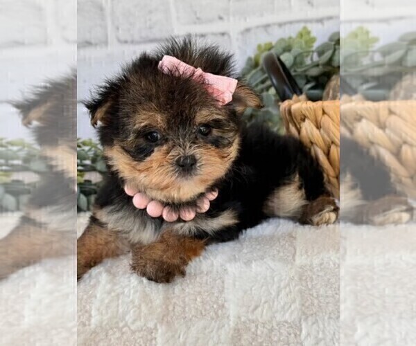 Medium Photo #5 Yorkshire Terrier Puppy For Sale in MIAMI, FL, USA