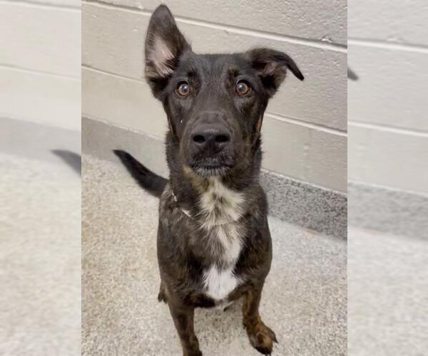 Medium Photo #1 German Shepherd Dog-Unknown Mix Puppy For Sale in Houston, TX, USA