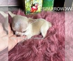 Small #6 Chihuahua