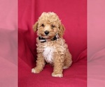 Small Photo #1 Poodle (Miniature) Puppy For Sale in HOLTWOOD, PA, USA
