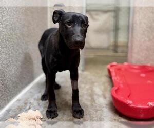 Doberman Pinscher-Unknown Mix Dogs for adoption in Santa Rosa, CA, USA