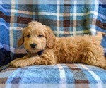 Small #6 Goldendoodle-Poodle (Miniature) Mix