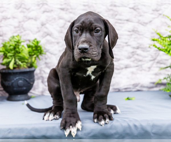 Medium Photo #4 Great Dane Puppy For Sale in WAKARUSA, IN, USA