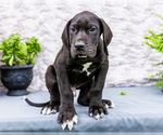 Small #3 Great Dane