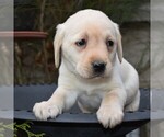 Small Photo #3 Labrador Retriever Puppy For Sale in MILLERSTOWN, PA, USA