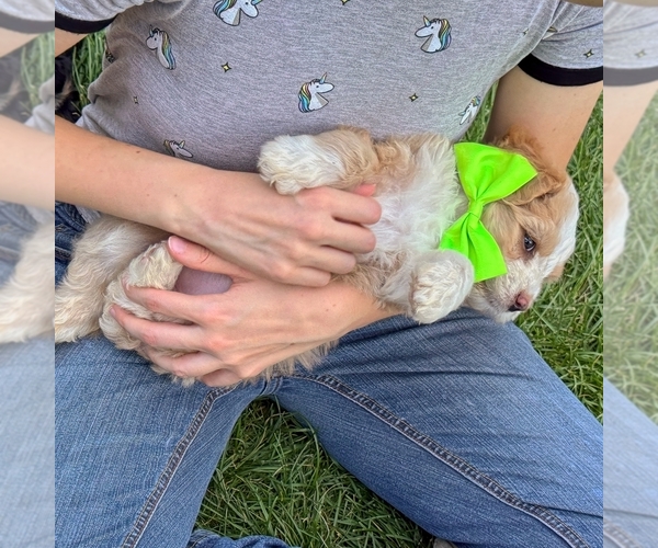 Medium Photo #2 Bernedoodle (Miniature) Puppy For Sale in ROY, UT, USA