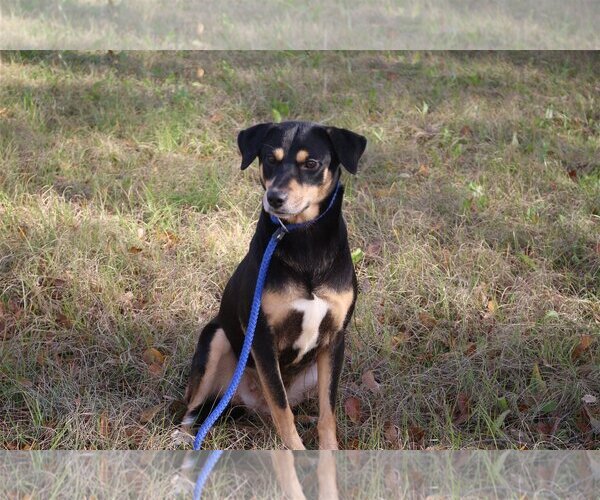 Medium Photo #2 Mutt Puppy For Sale in Jackson, MS, USA