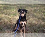 Small #1 Mutt
