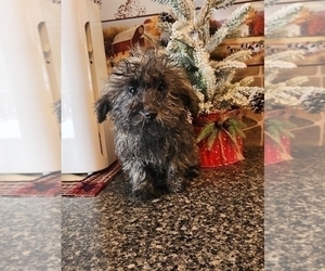 Poodle (Toy) Puppy for sale in SENECA FALLS, NY, USA