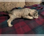 Small Photo #9 Schnauzer (Miniature) Puppy For Sale in EL PASO, TX, USA