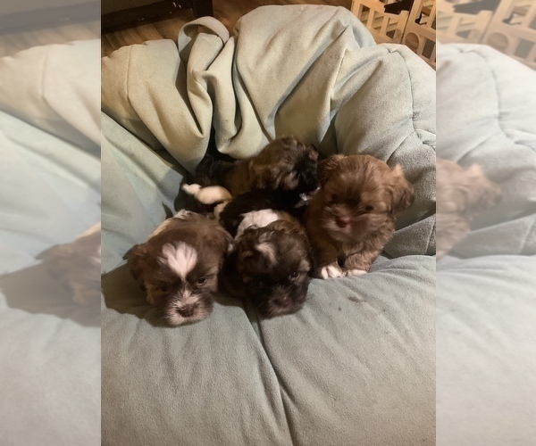 Medium Photo #4 ShihPoo Puppy For Sale in MARION, NY, USA