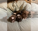 Small Photo #4 ShihPoo Puppy For Sale in MARION, NY, USA