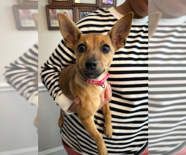 Medium Photo #4 Chihuahua-Unknown Mix Puppy For Sale in Katy, TX, USA