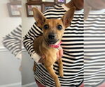 Small #3 Chihuahua Mix
