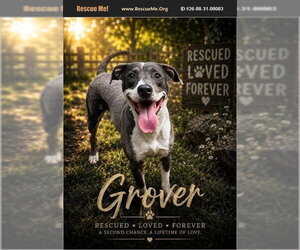Bluetick Coonhound Dogs for adoption in Benton, PA, USA