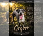 Small Bluetick Coonhound