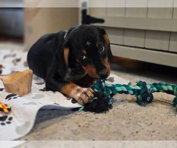 Medium Photo #3 Miniature Pinscher-Unknown Mix Puppy For Sale in New London, WI, USA