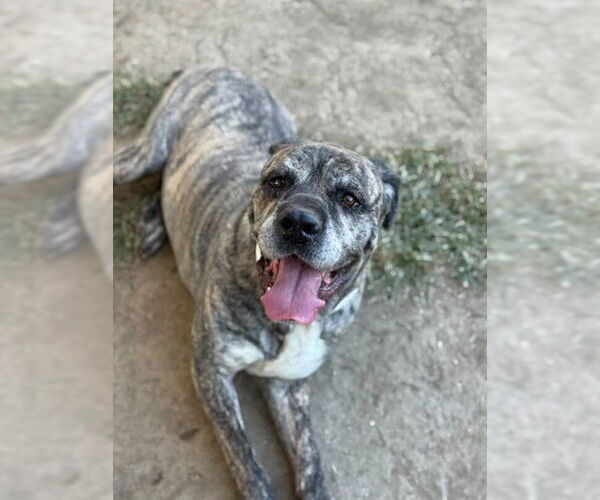 Medium Photo #1 Mutt Puppy For Sale in Riverside, CA, USA