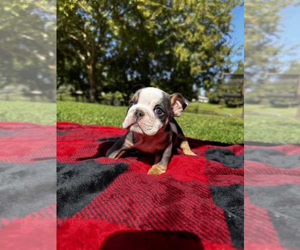 Medium Photo #4 English Bulldog Puppy For Sale in FRESNO, CA, USA