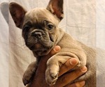 Small Photo #14 French Bulldog Puppy For Sale in PERRIS, CA, USA