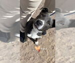 Small #3 American Staffordshire Terrier Mix