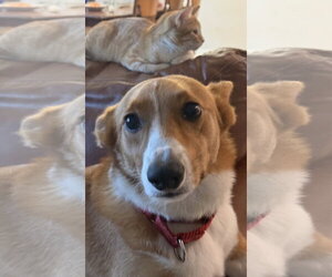 Pembroke Welsh Corgi Dogs for adoption in Valrico, FL, USA